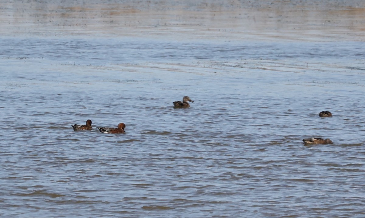 Eurasian Wigeon - ML609230405