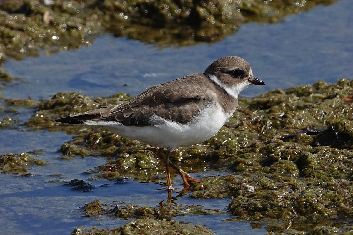 Semipalmated Plover - ML609230519