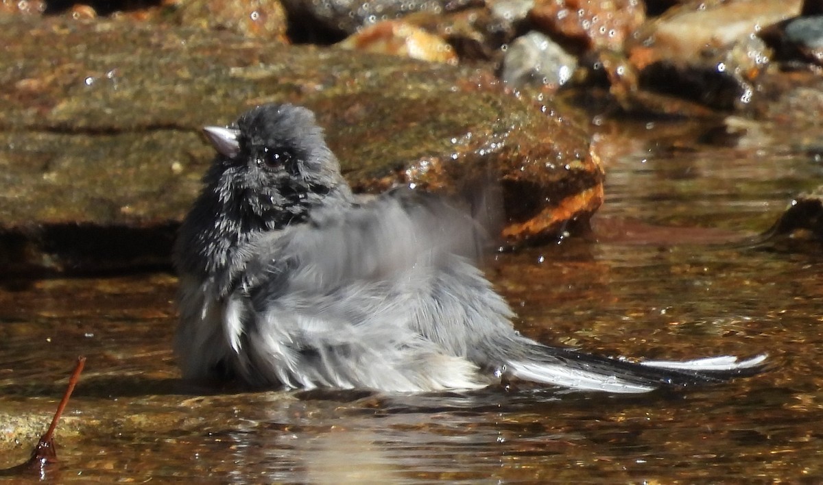 Dark-eyed Junco (Slate-colored) - Debbie Segal