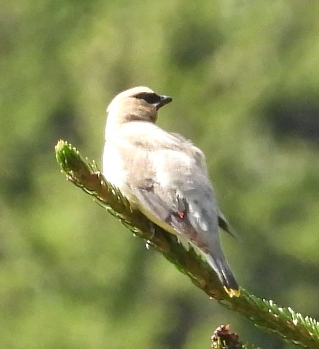 Cedar Waxwing - ML609230540