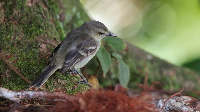 Mosquerito del Coco - ML609230577