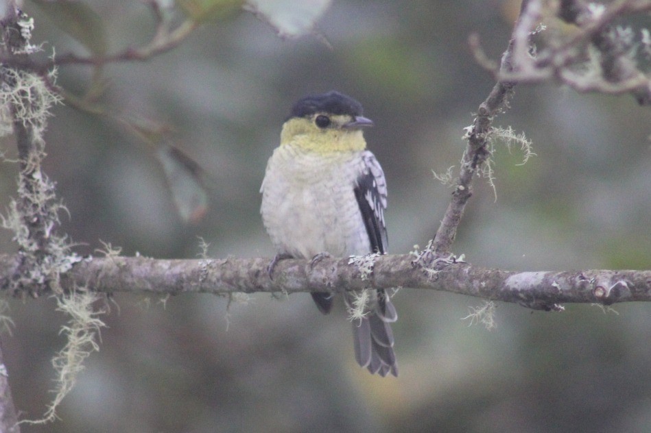 Barred Becard - David Weaver