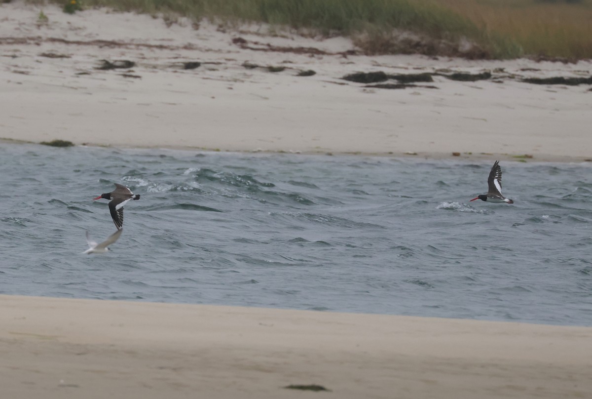 American Oystercatcher - cyndi jackson