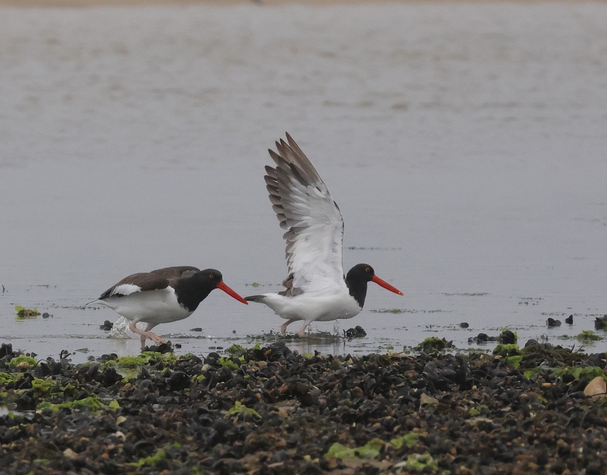 American Oystercatcher - cyndi jackson