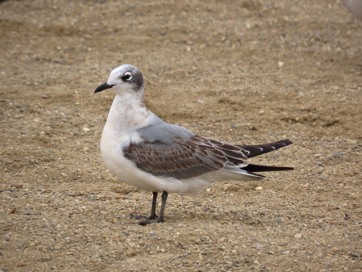 Franklin's Gull - ML609230734