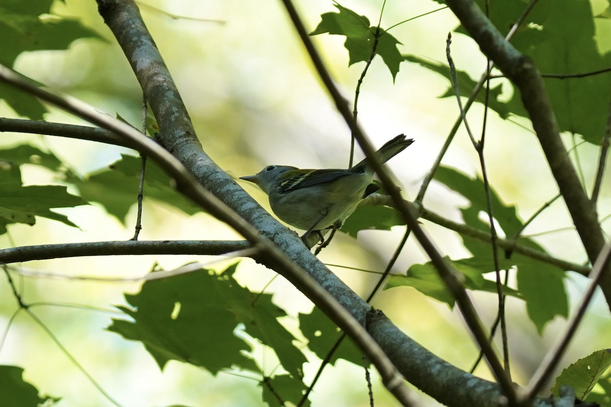 Chestnut-sided Warbler - ML609230743
