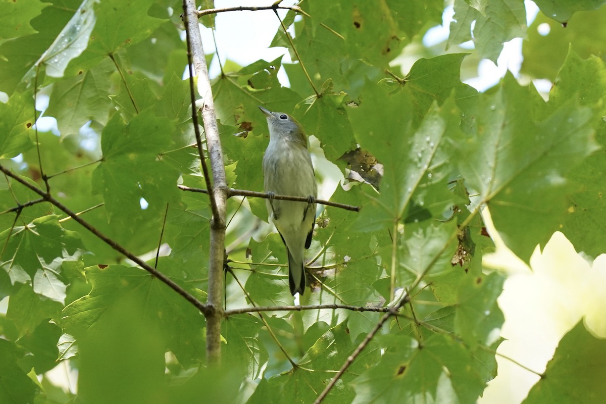 Chestnut-sided Warbler - ML609230744