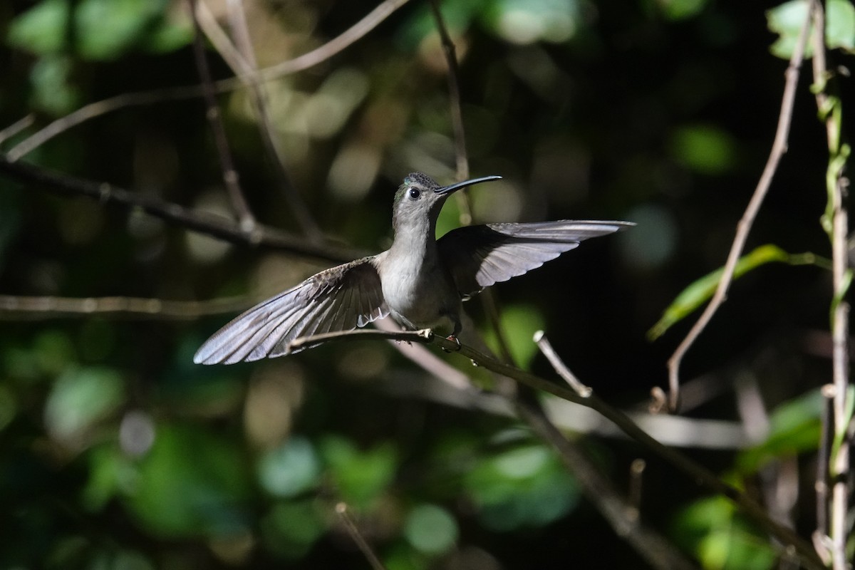 Wedge-tailed Sabrewing (Wedge-tailed) - Lucas Koh