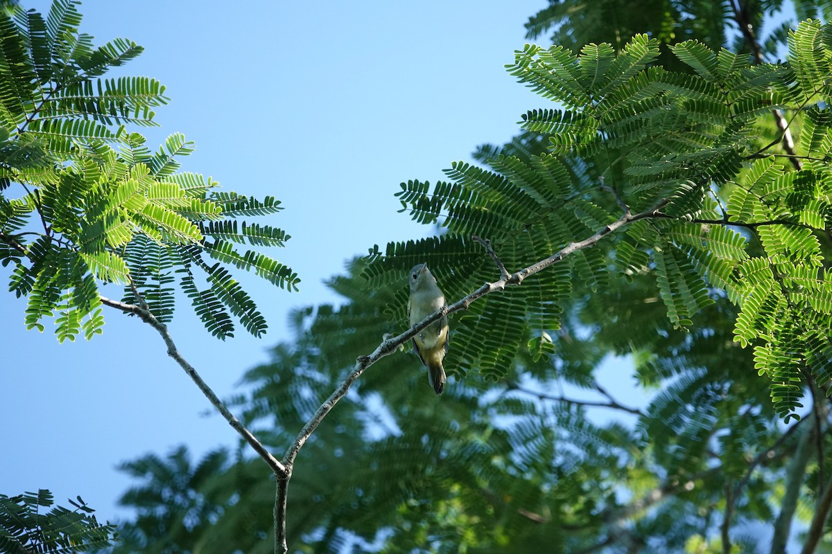 Lesser Greenlet (Northern) - ML609230828