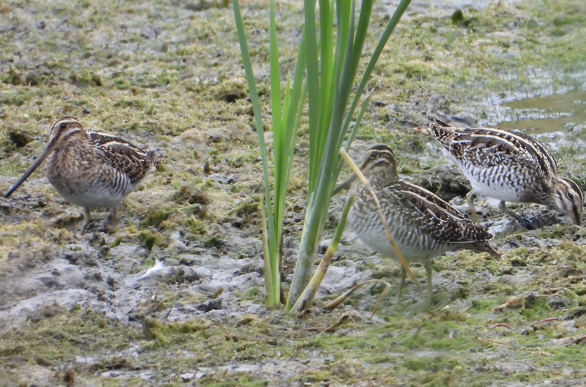 Wilson's Snipe - ML609230932