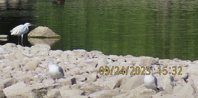 Snowy Egret - ML609230938