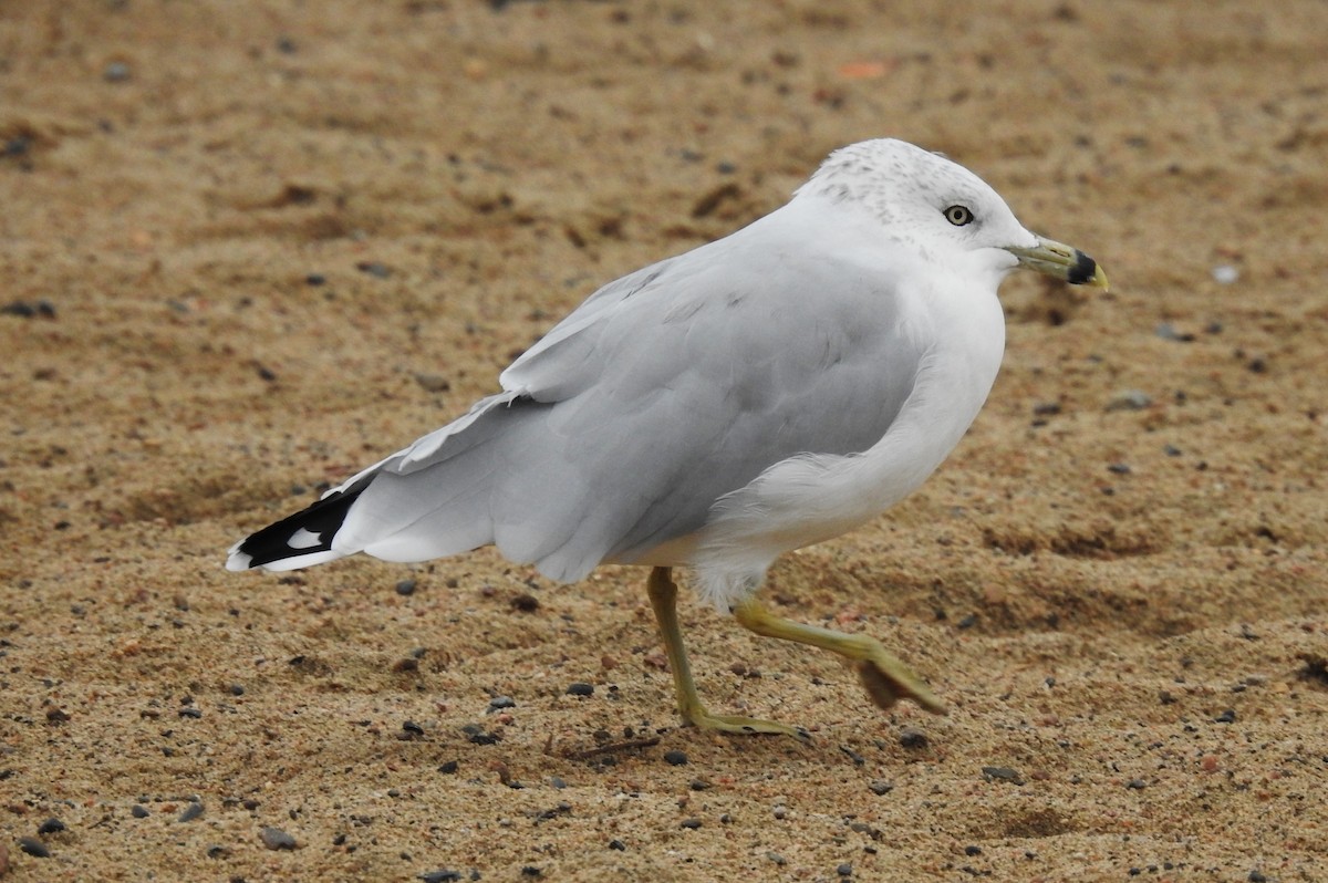 Ring-billed Gull - ML609230939