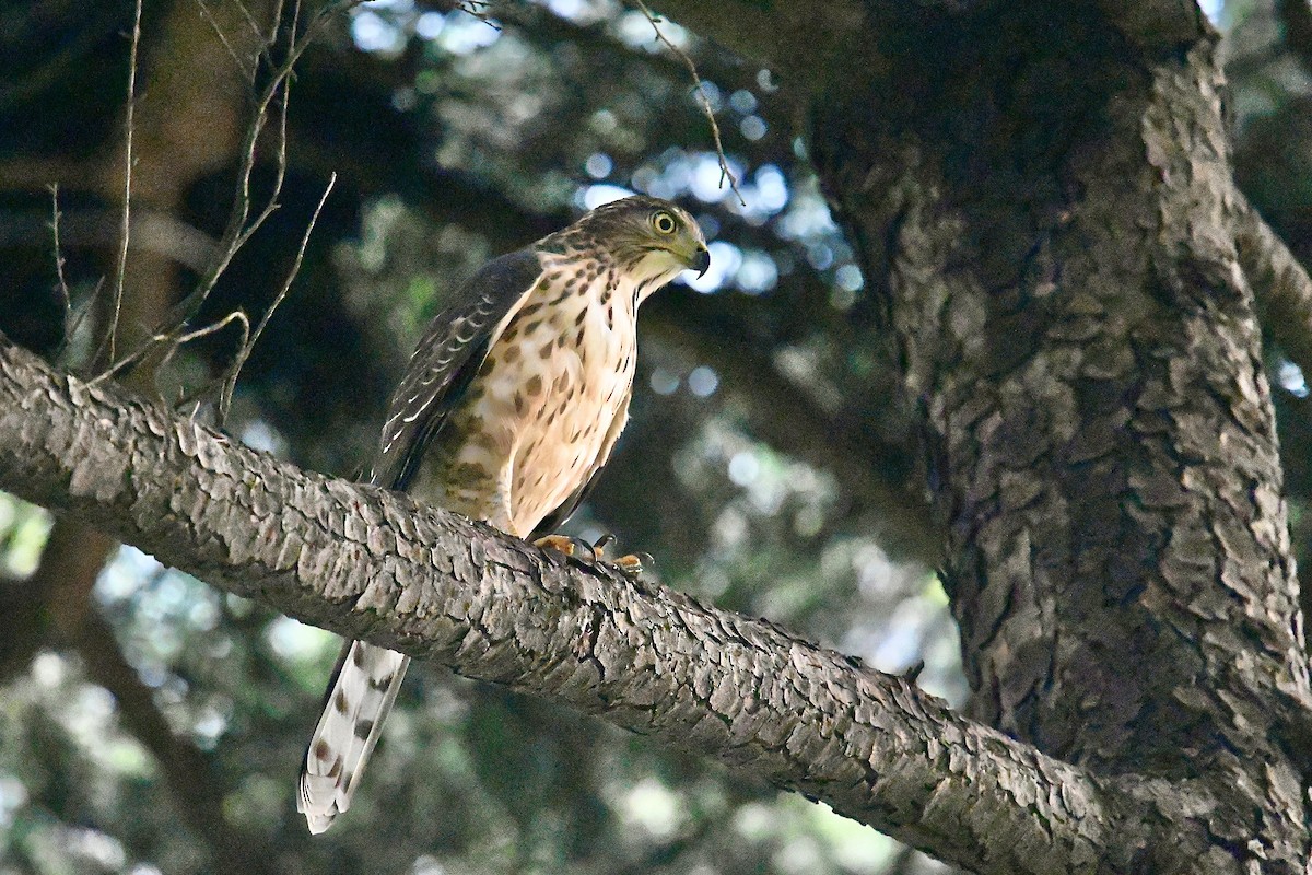Crested Goshawk - Dong Qiu