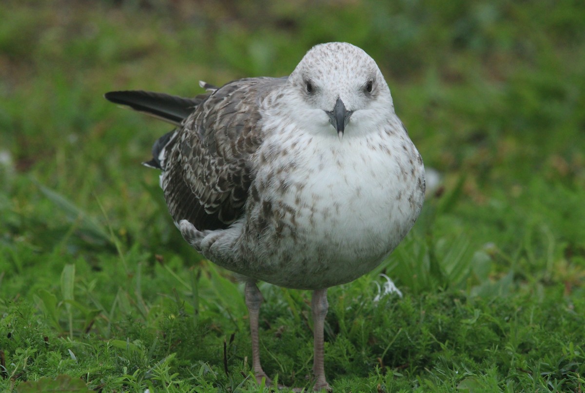 Lesser Black-backed Gull - ML609231000