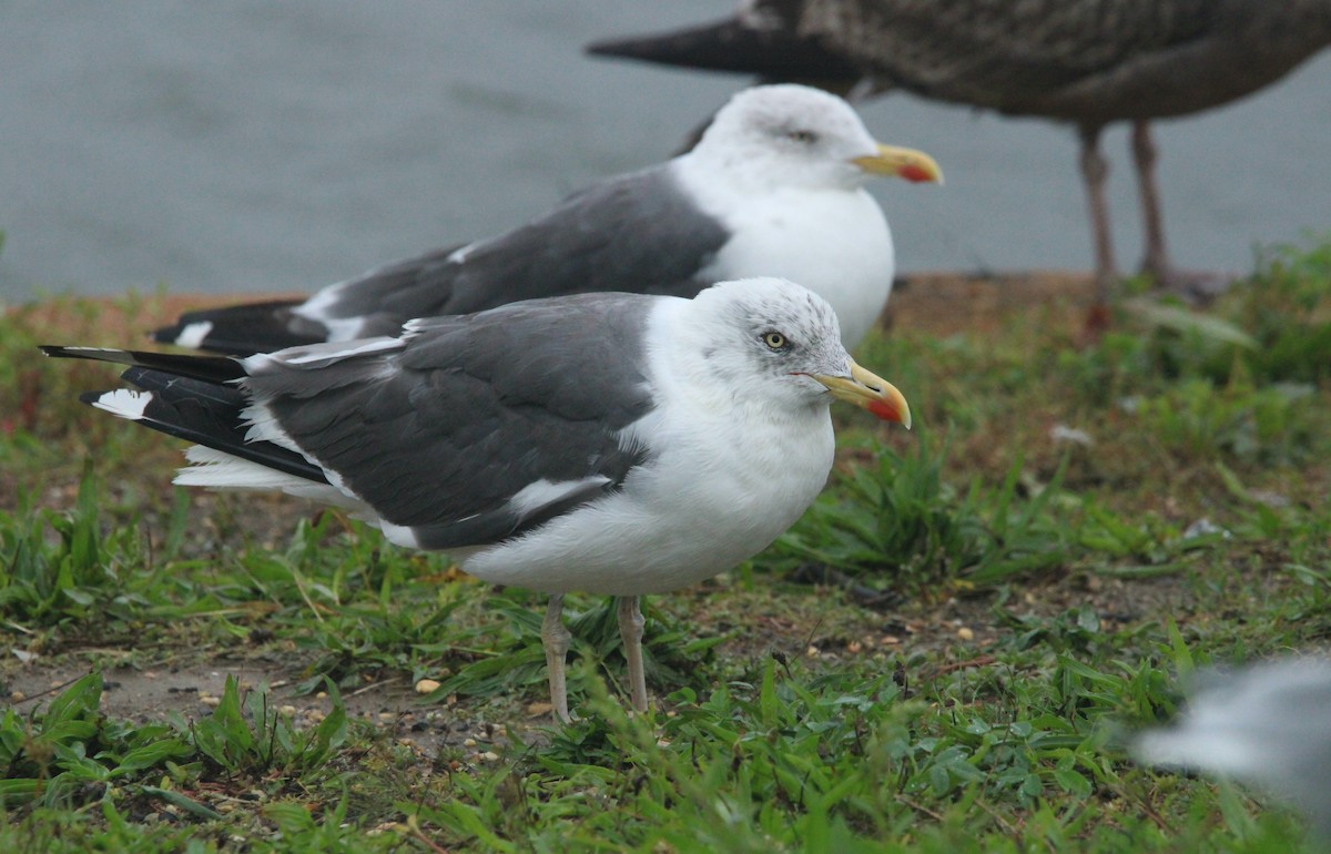 Lesser Black-backed Gull - ML609231001