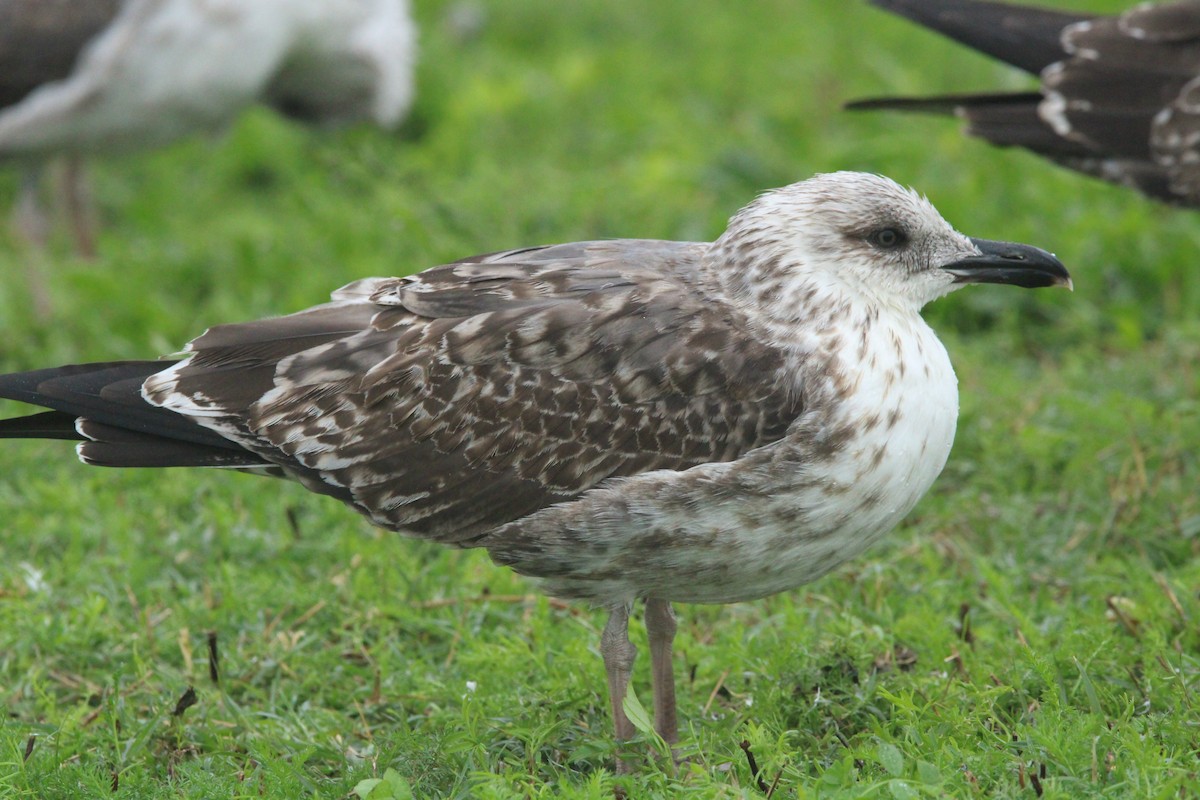 Lesser Black-backed Gull - Keith Leonard