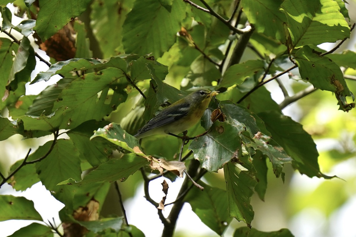 Meisenwaldsänger - ML609231042