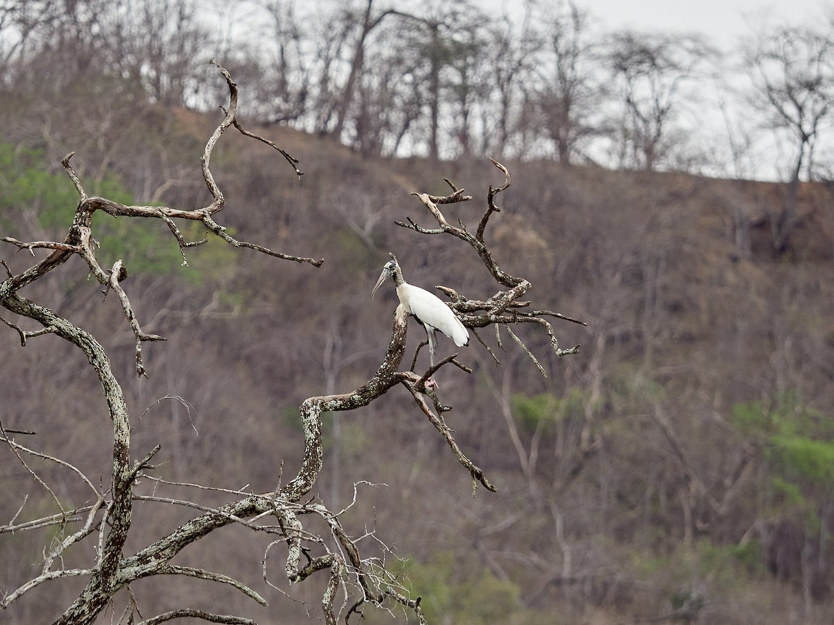 Wood Stork - ML609231161