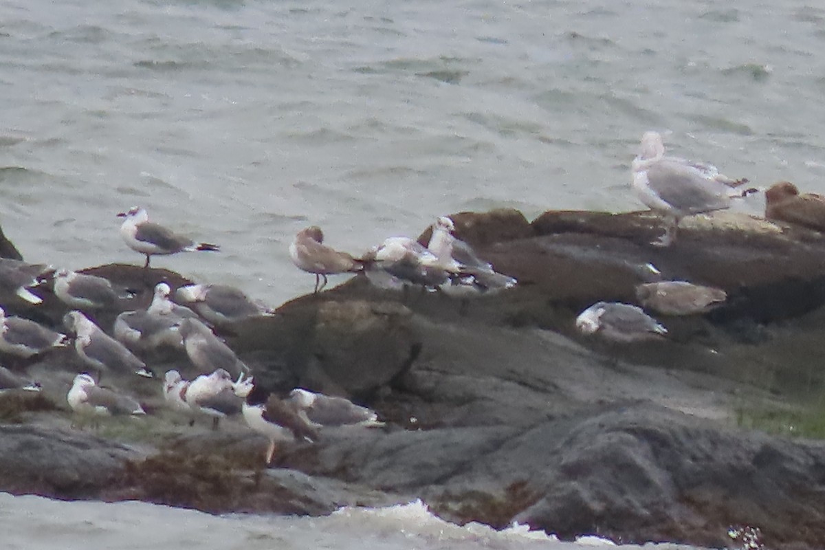 Gaviota Guanaguanare - ML609231180