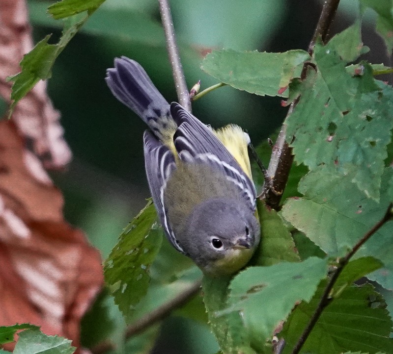 Magnolia Warbler - ML609231210