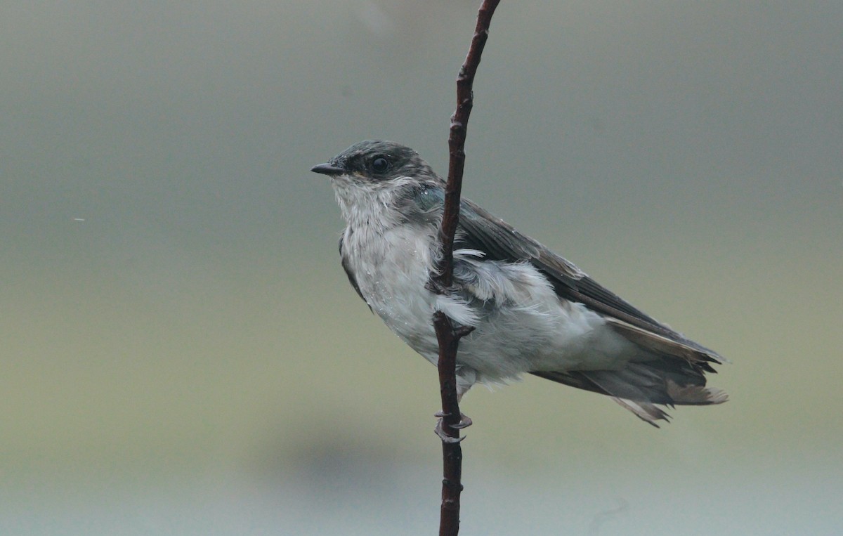 Golondrina Bicolor - ML609231224