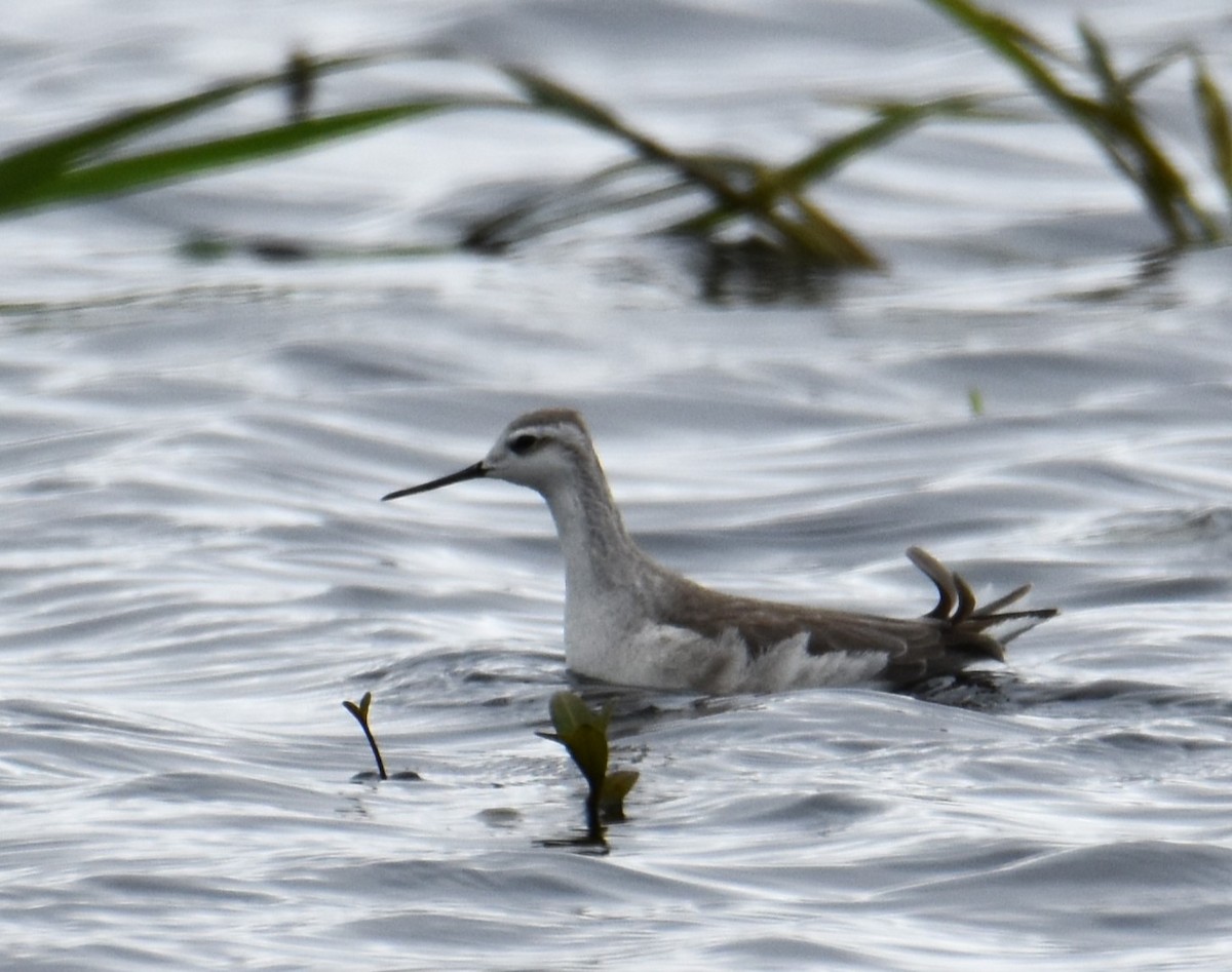 Wilson's Phalarope - ML609231259