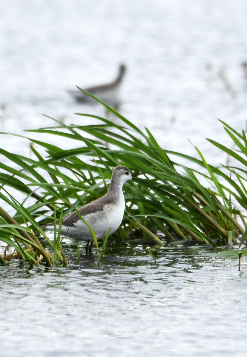 Wilson's Phalarope - Victor Leber