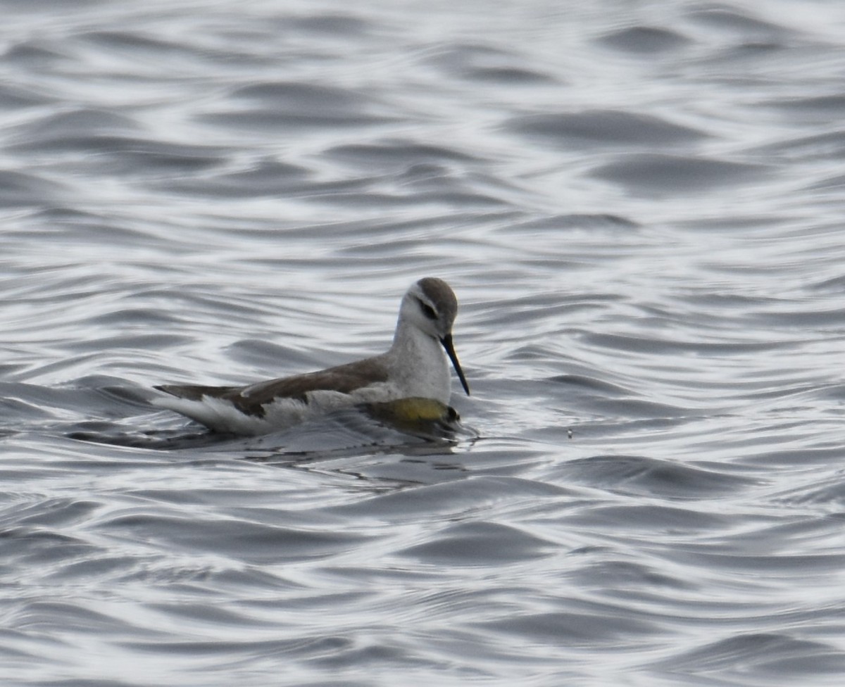 Wilson's Phalarope - ML609231273