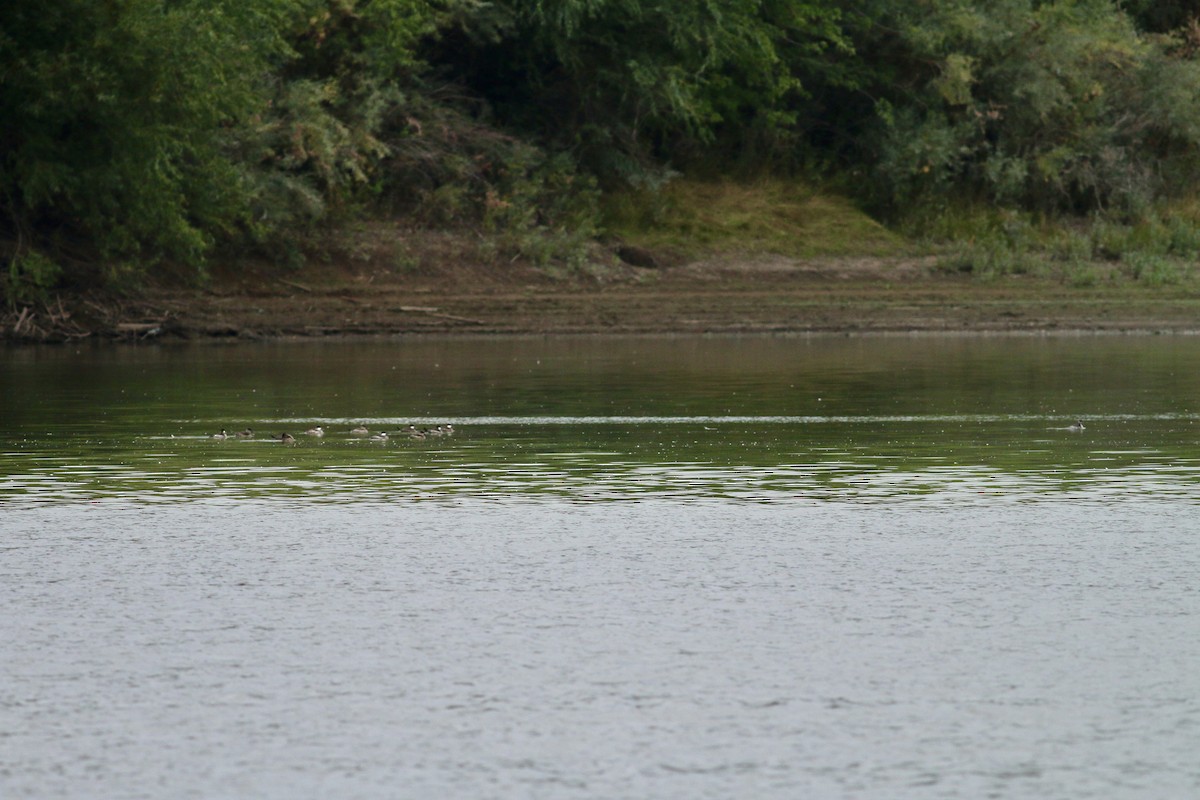 Ruddy Duck - ML609231303