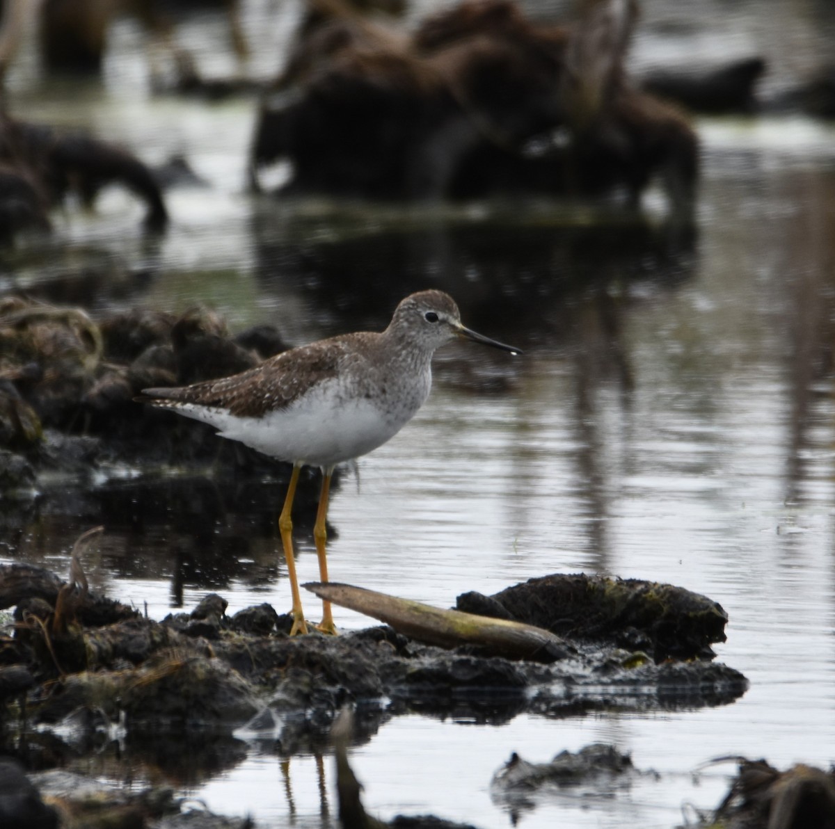 Lesser Yellowlegs - ML609231308