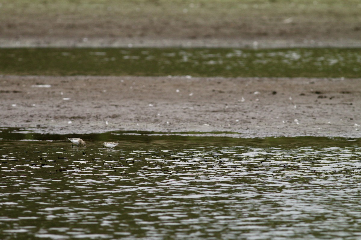 Baird's Sandpiper - ML609231319