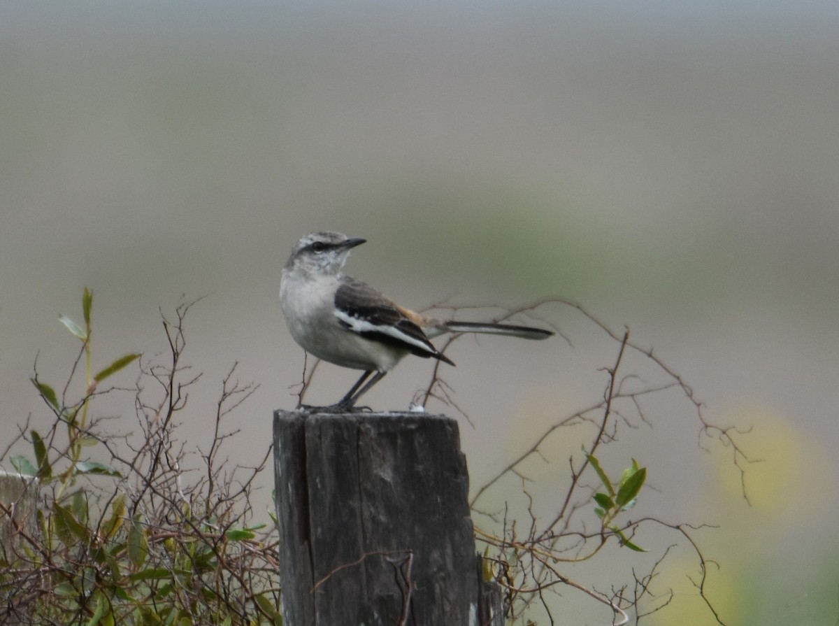 White-banded Mockingbird - Victor Leber