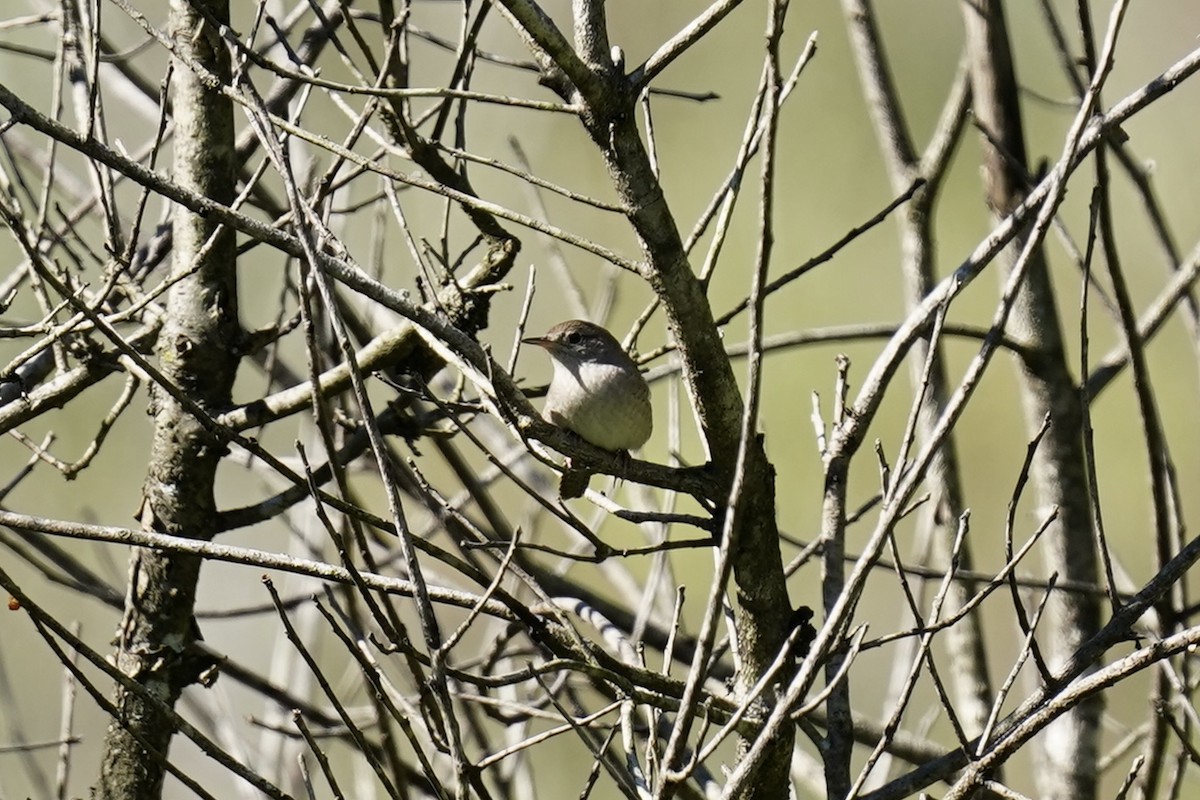 Northern House Wren - ML609231351