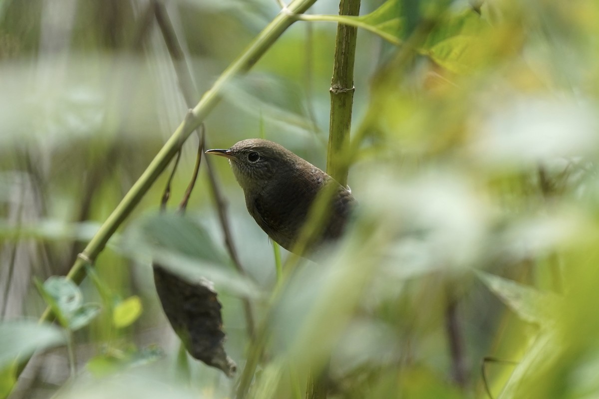Northern House Wren - ML609231352