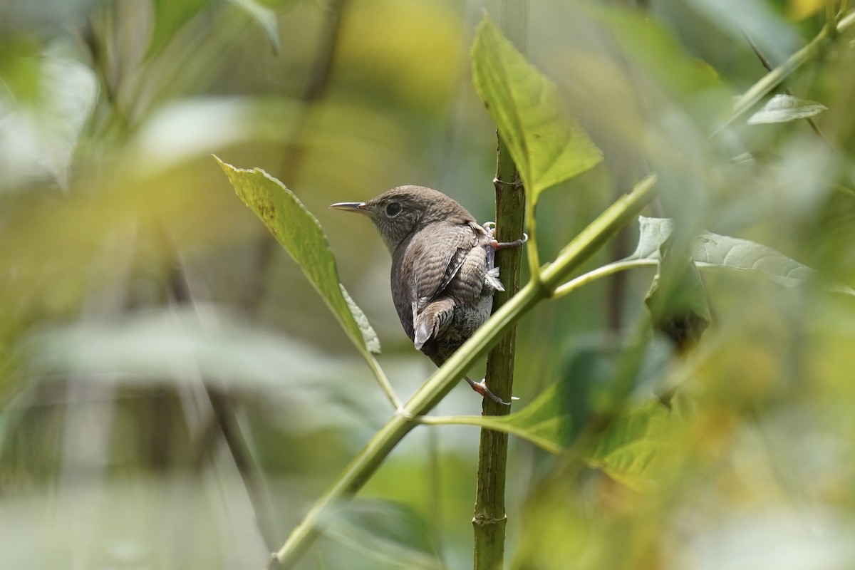 Northern House Wren - ML609231353