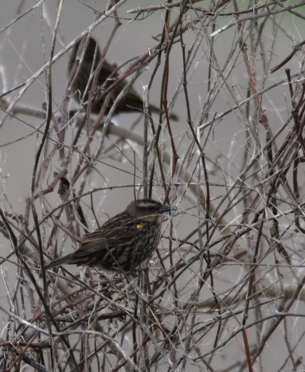Yellow-winged Blackbird - ML609231354