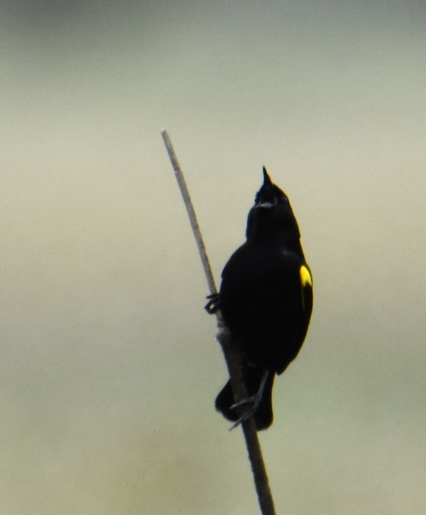 Yellow-winged Blackbird - ML609231358