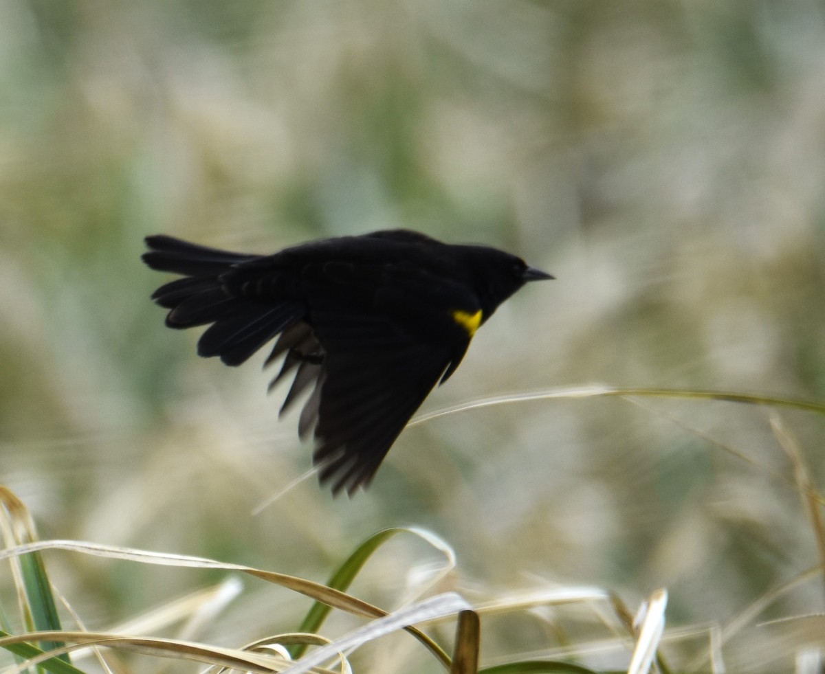 Yellow-winged Blackbird - ML609231364