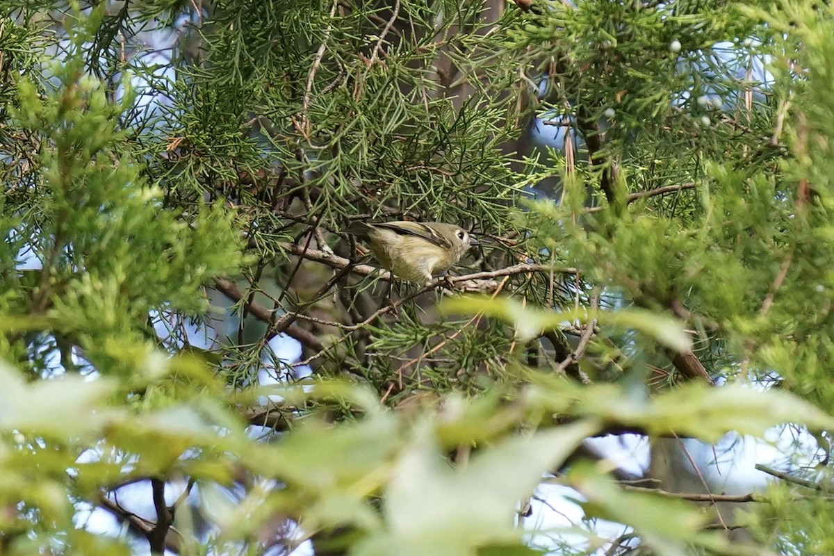 Ruby-crowned Kinglet - ML609231367
