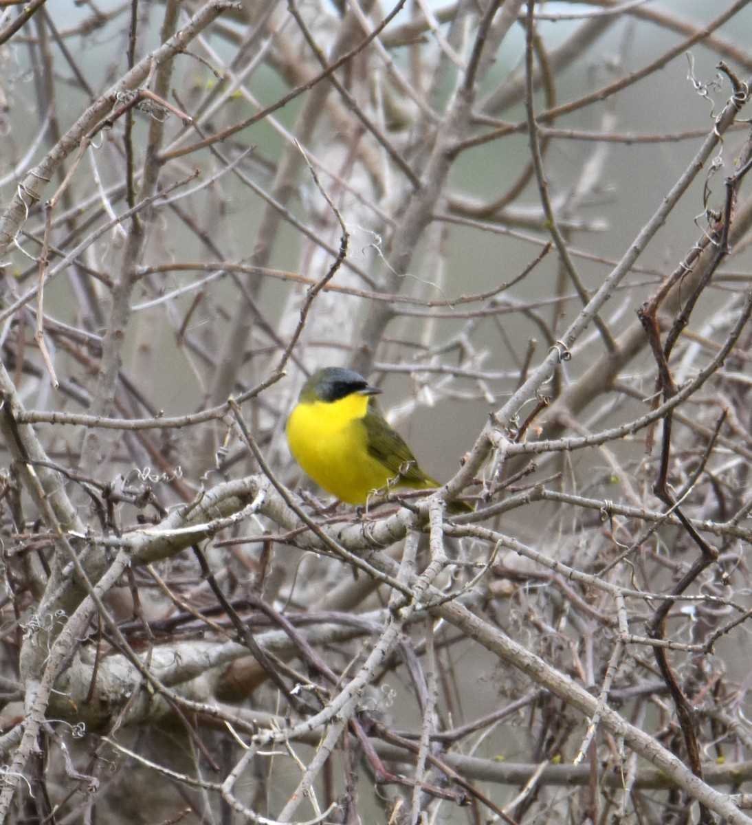 Southern Yellowthroat - ML609231383