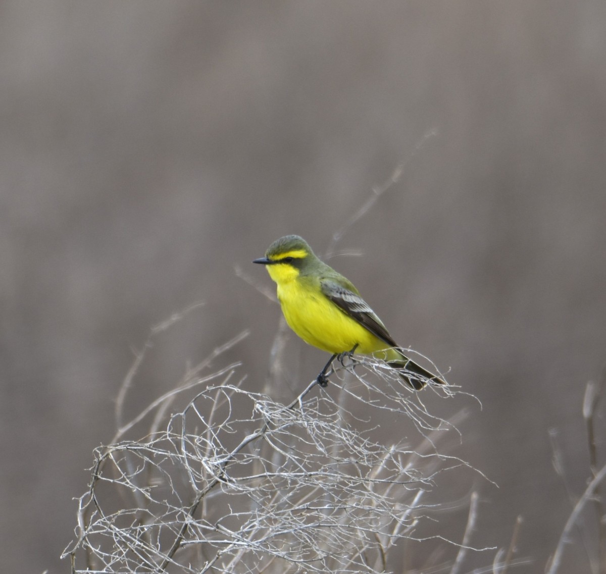 Yellow-browed Tyrant - ML609231403