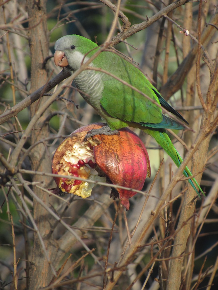 Monk Parakeet - Lucas Quivira Flores