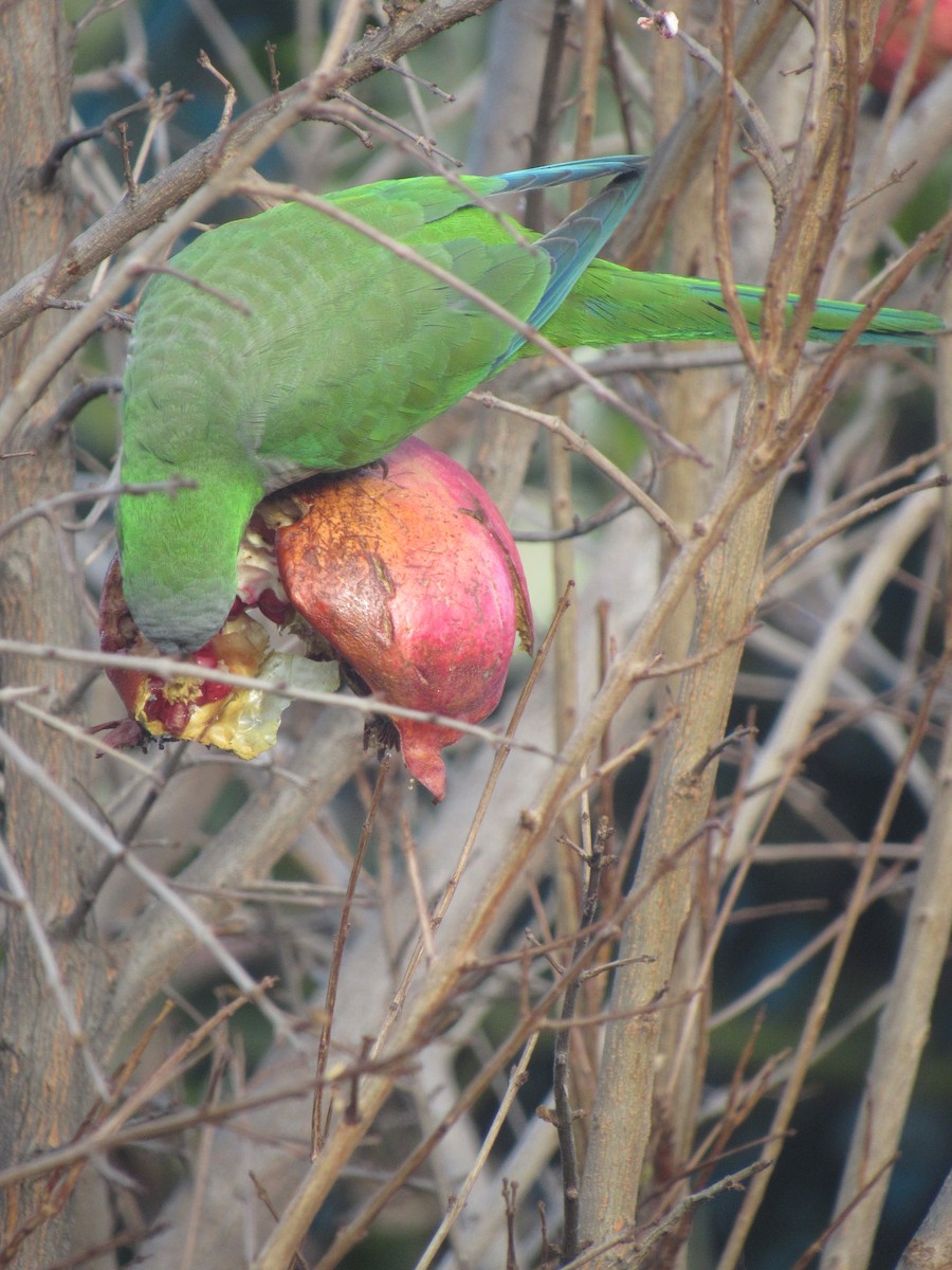 Monk Parakeet - Lucas Quivira Flores