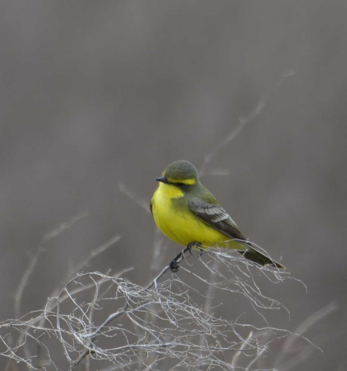 Yellow-browed Tyrant - ML609231406