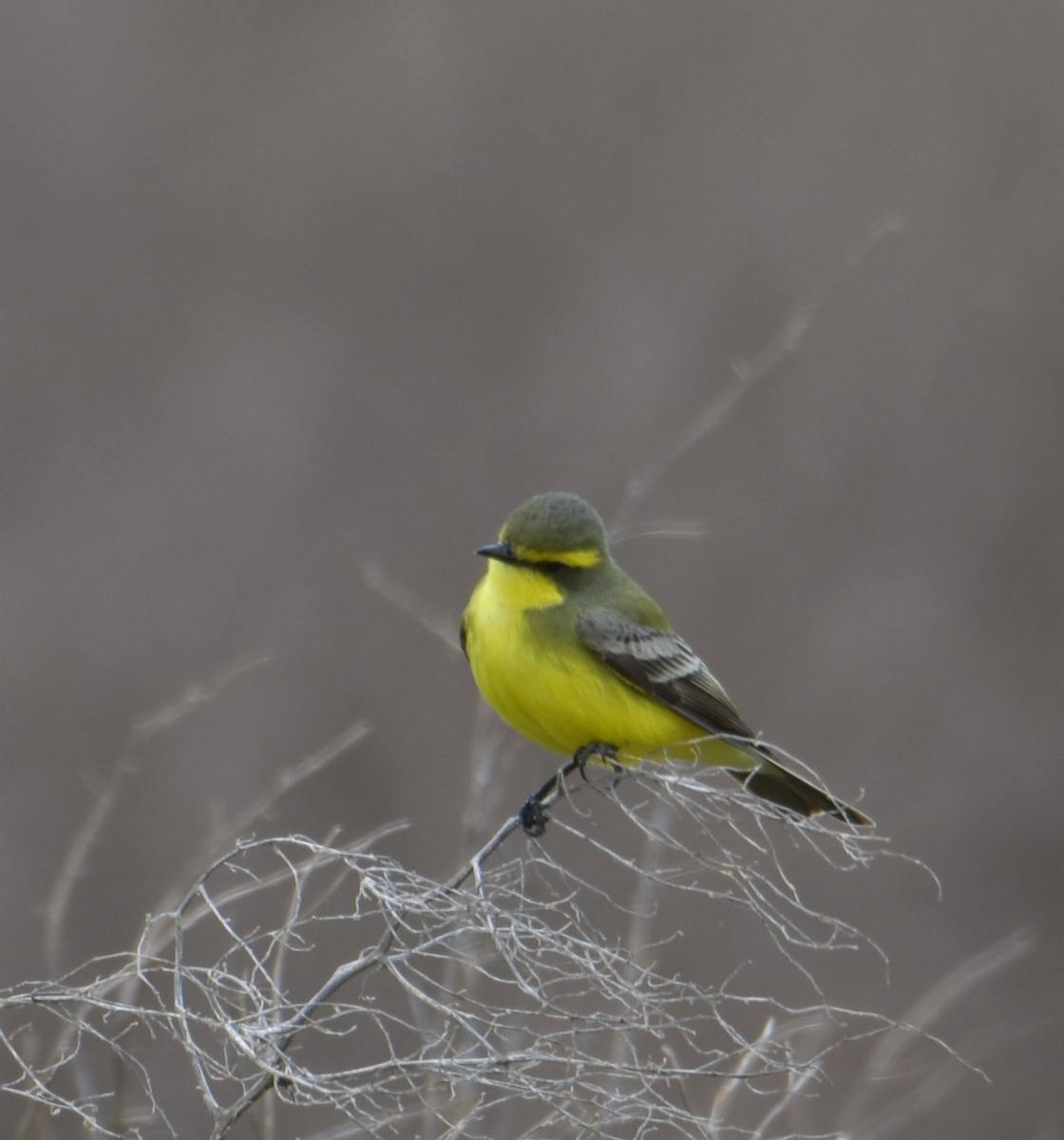 Yellow-browed Tyrant - ML609231406