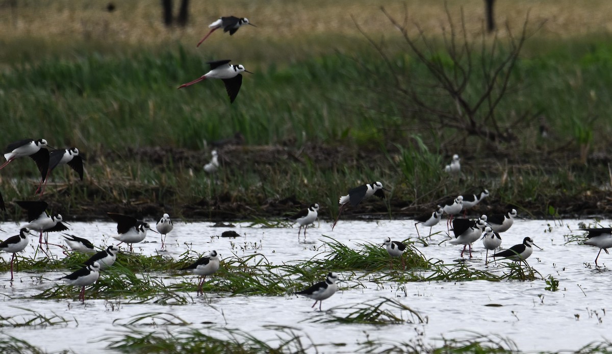 Black-necked Stilt - ML609231438