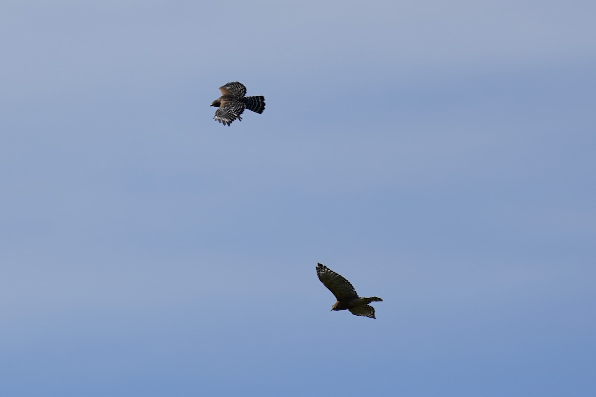 Red-shouldered Hawk - ML609231452