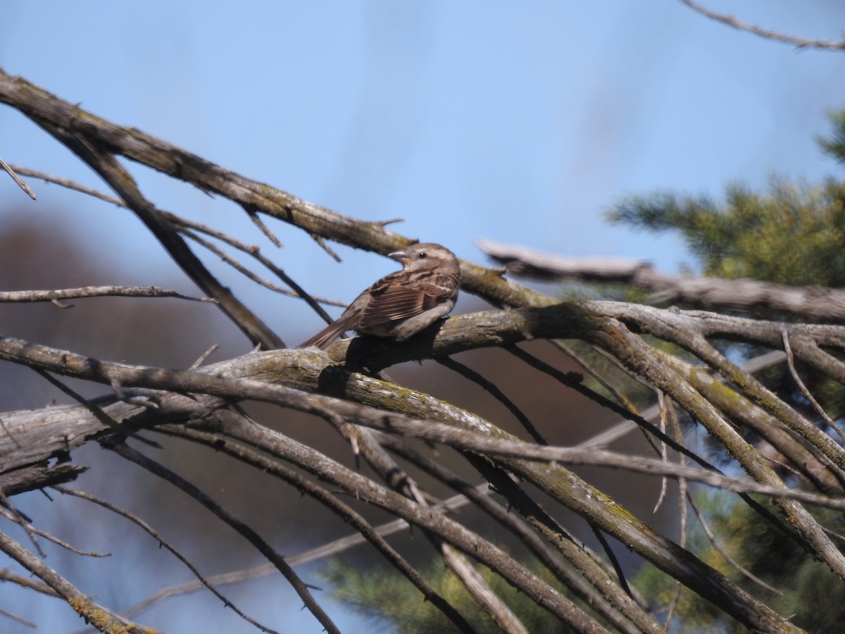 Moineau domestique - ML609231474