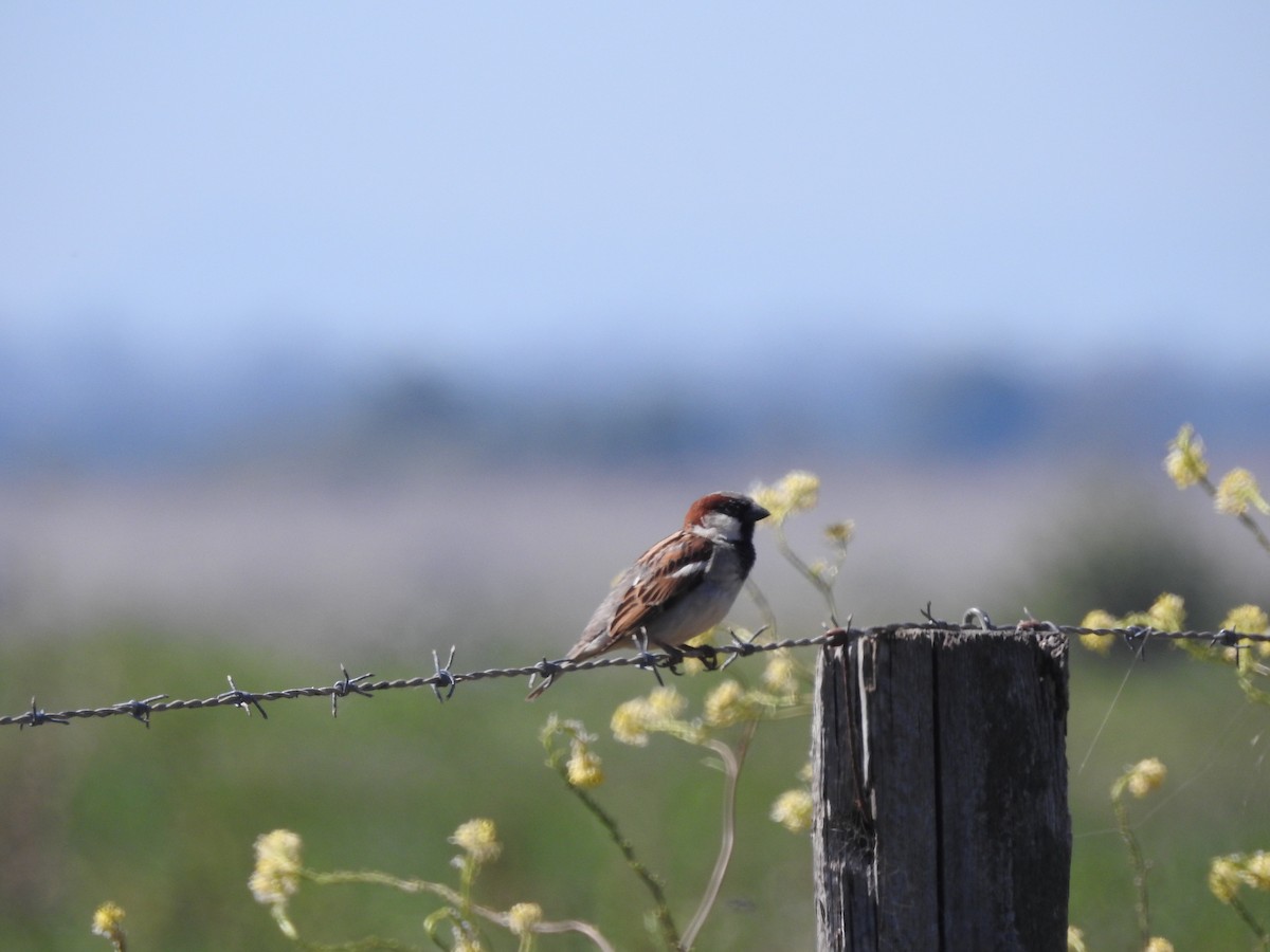 House Sparrow - ML609231475