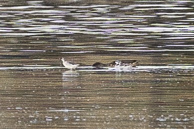 Red-necked Phalarope - Cooper Daniels